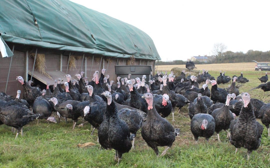 The Perks of a Local Christmas