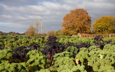 Seasonal eating; better for you, better for your world