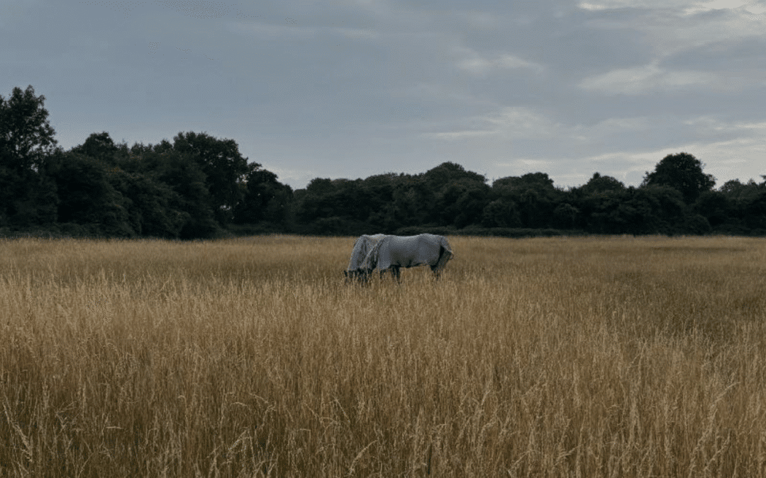 When the Grass Turns to Gold – Summer so far on the Farm