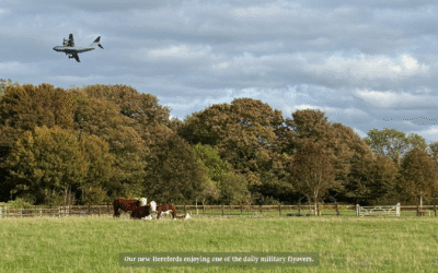 Pumpkins, Progress & a Taste of Autumn