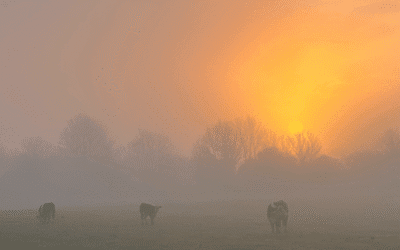 A Season of Small Joys