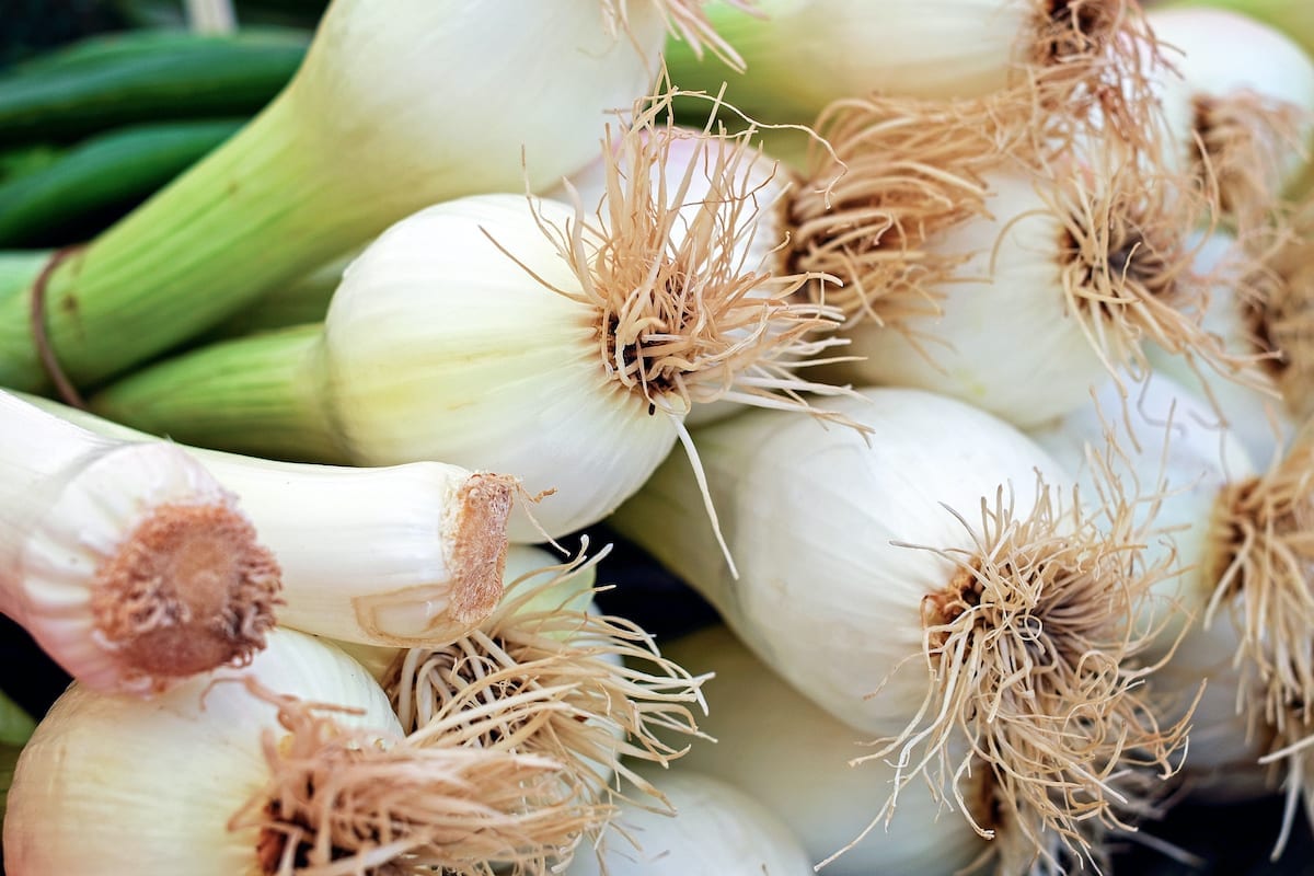 canva-spring-onions-close-up