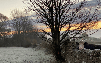 Christmas & New Year Opening Times