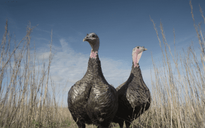 Christmas Orders & Opening Hours 2021